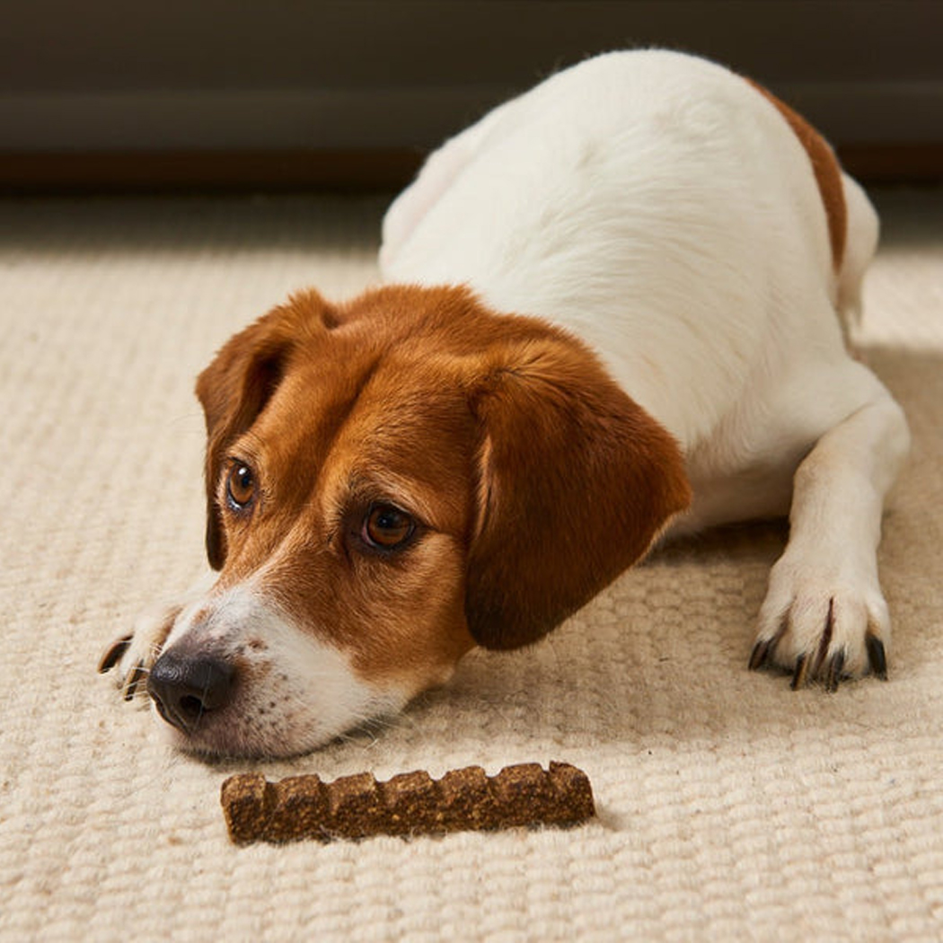 Hund, Beagle, Tier, Kausnack, braun-weiß