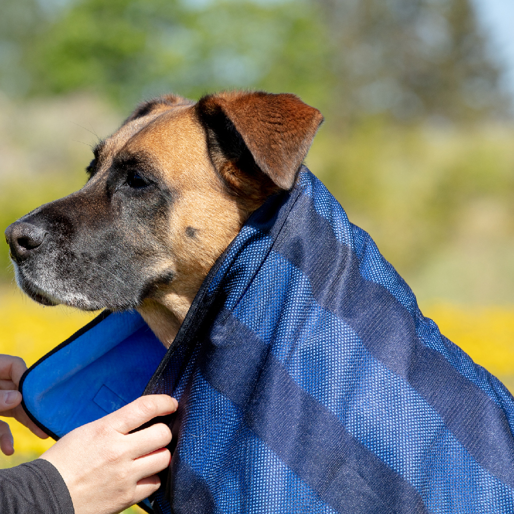 Hund, Decke, Blau, Wolle, Outdoor