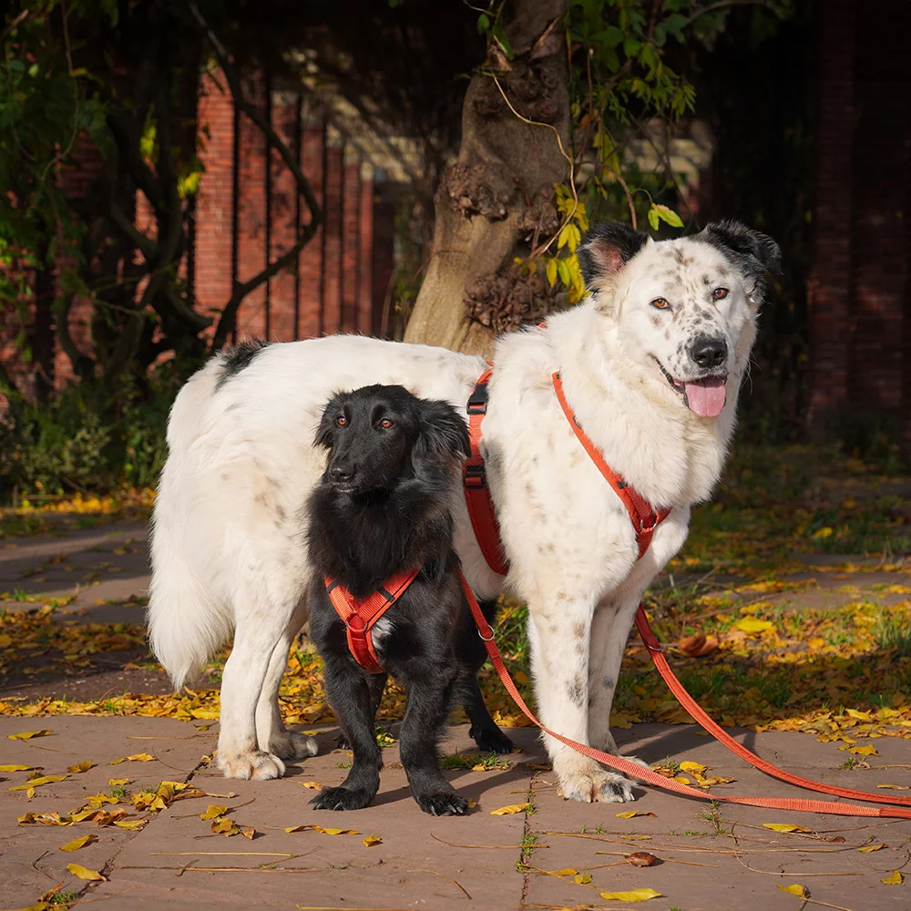 Hund, Leine, Halsband, Zughunde, Hundepaar