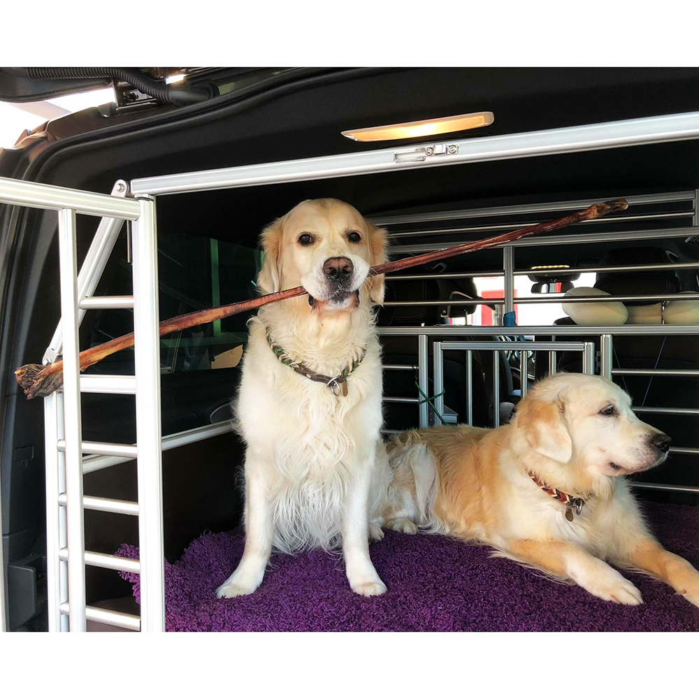 Draußen, Unterschlupf, Hund, Golden Retriever