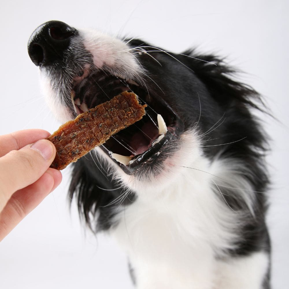 Hund, Kleiner Hund, Kausnack, Kauknochen, Snack