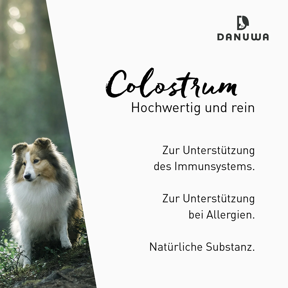 Tier, Hund, Säugetier, Haustier