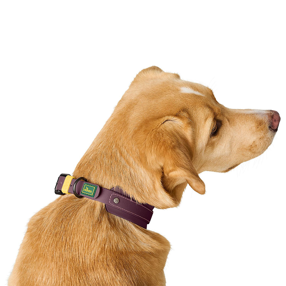 Hundhalsband, lila Halsband, verstellbares Halsband, pink Akzent, Schnalle