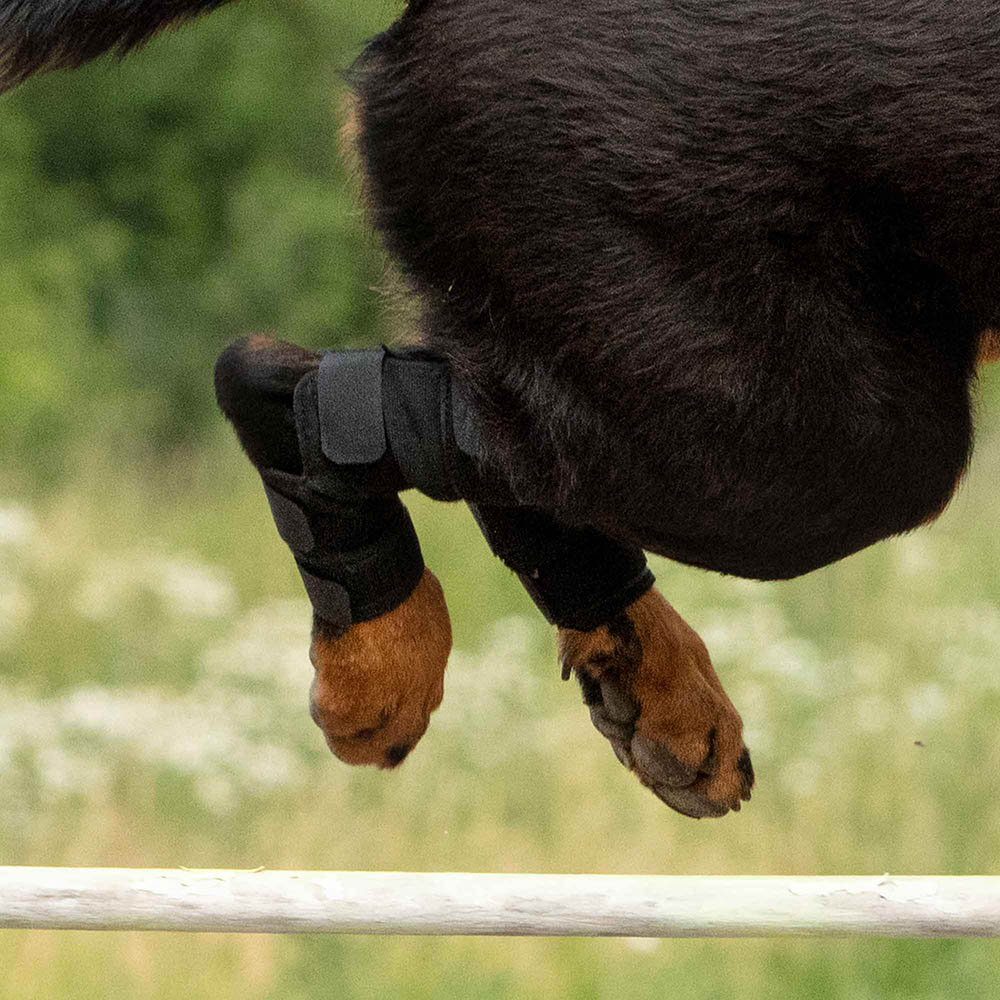 pferd, pferdebeine, schutzeinlagen, reiten, pferdeausrüstung