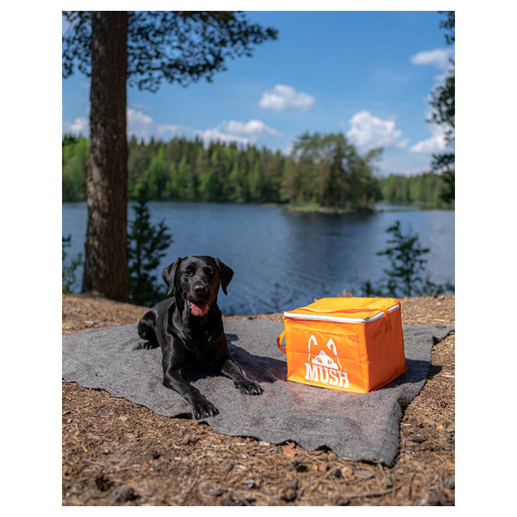 Hund, Schwarz, Liegebereich, Wassersee, Kühlbox