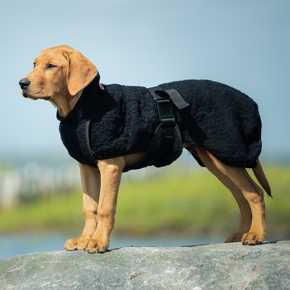 Hund, Halsband, Pullover, Weste, Schwarz