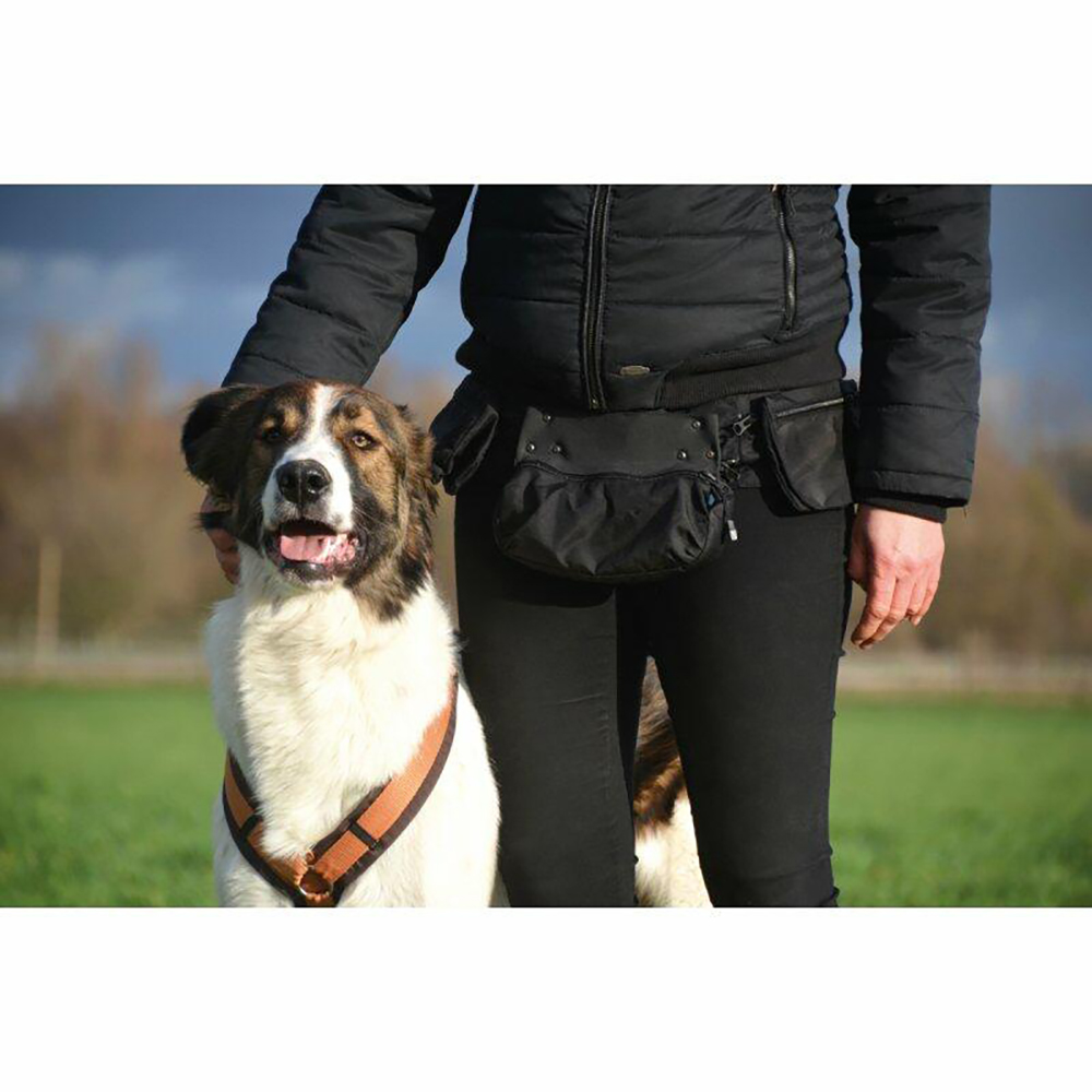 Hund, Hundegeschirr, Brustgeschirr, Gürteltasche, Kunstleder