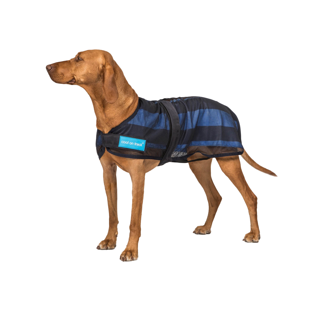 dog-vest, dog-wear, blue-stripe, mesh-vest, reflective-strap