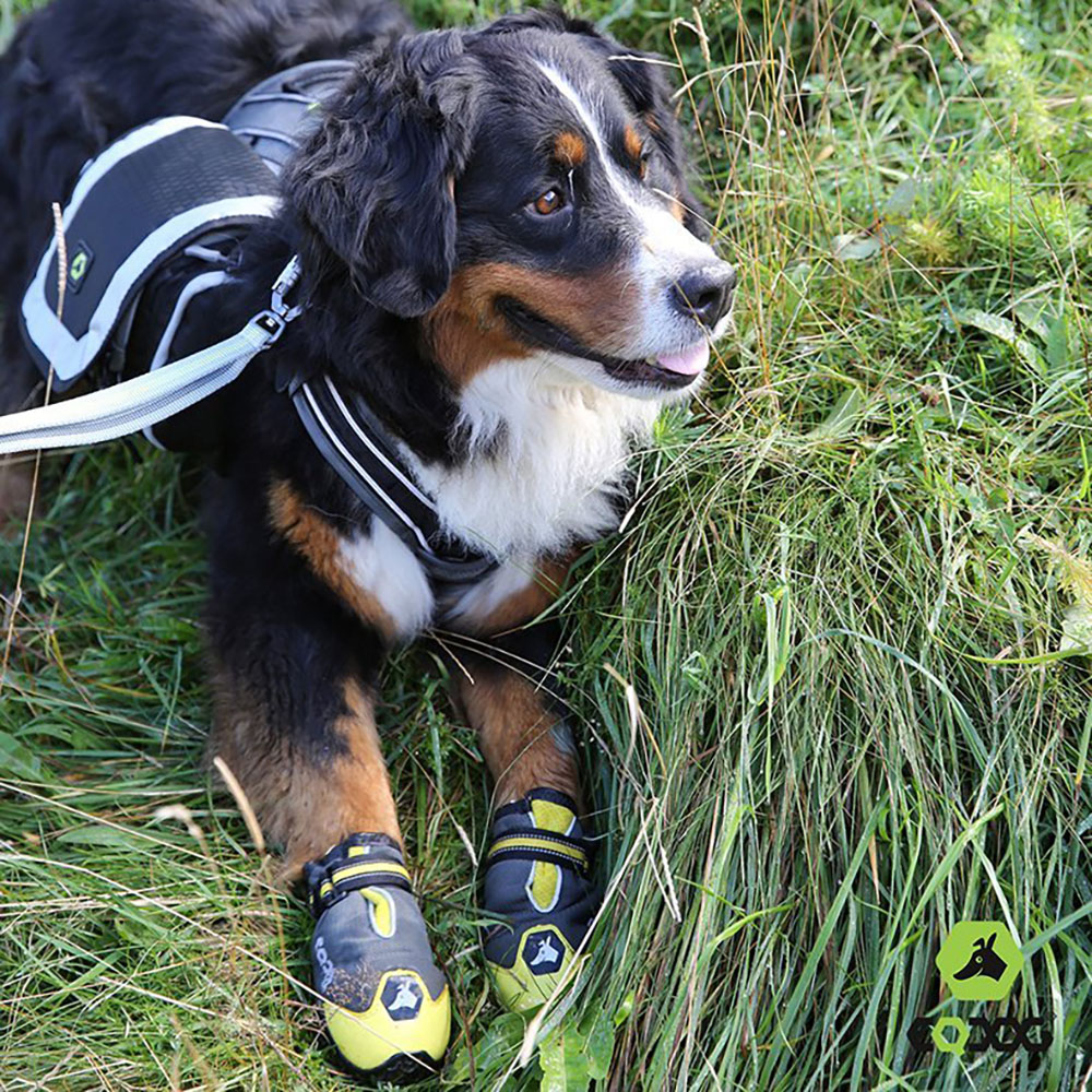 Schuh, Sneaker, Gras, Hund, Welpe