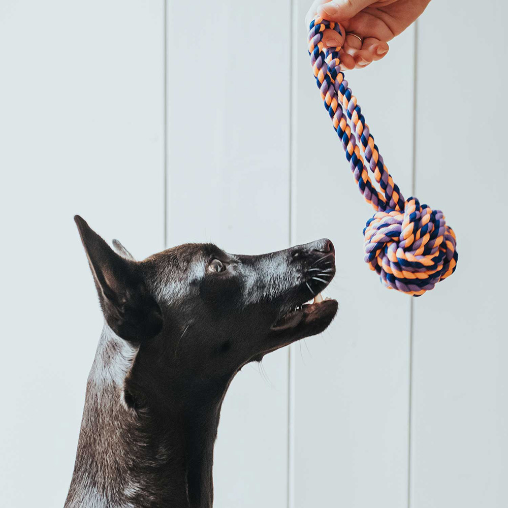 Hund, Spielzeug, Kauke, Knotenknoten, Seilspielzeug