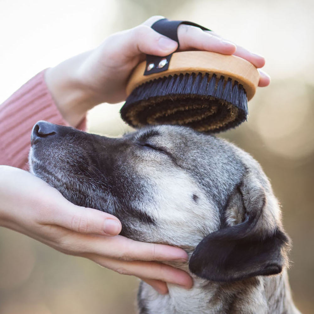 Tier, Hund, Säugetier, Haustier