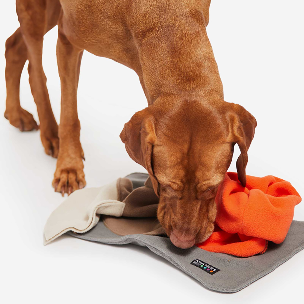 Hund,  Spielzeug,  Decke,  Beißdecke,  Kissen