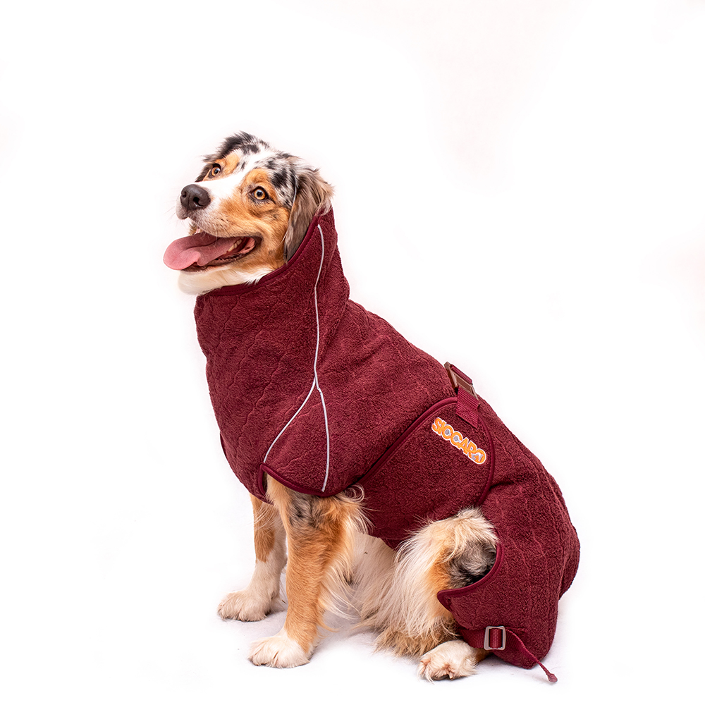 Hund, Säugetier, Haustier, Decke