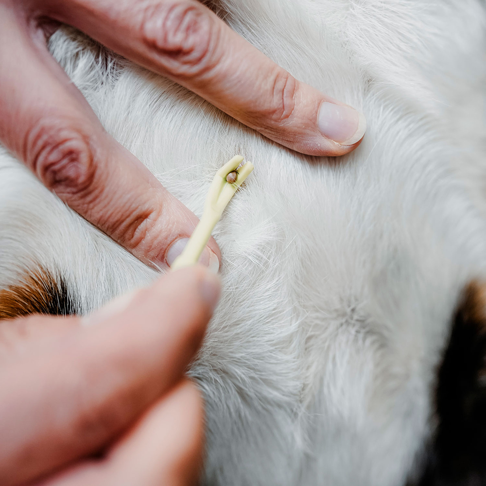 Haarpflege, Tierpfotenpflege, Schnellpflaster, Kleberreste?, Grooming-Tool