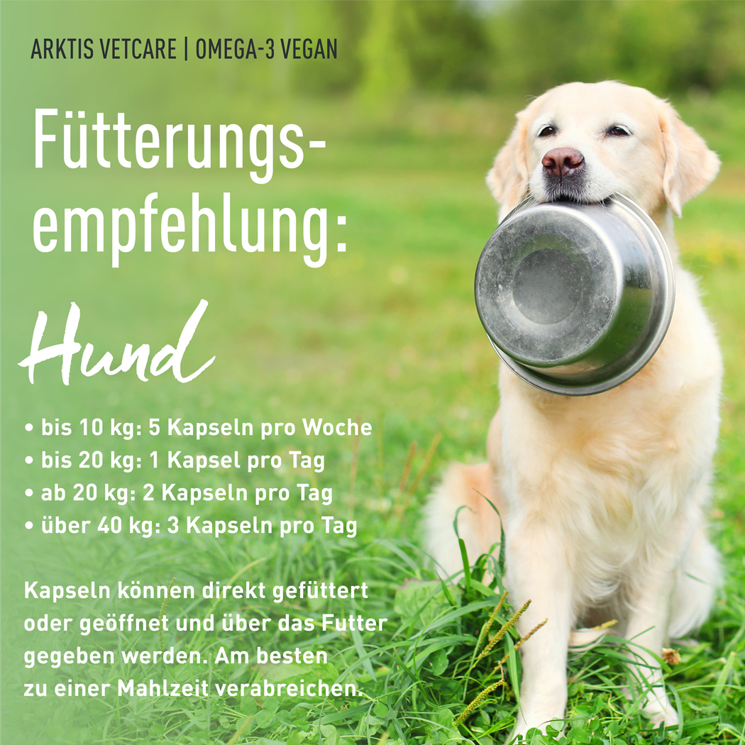 Hund, Futter, Schüssel, Golden Retriever, Haustierpflege