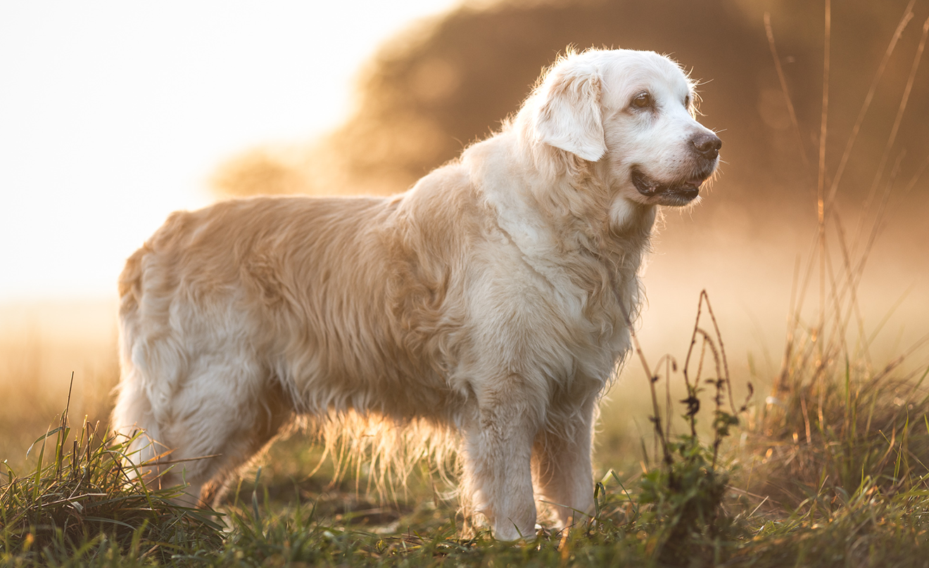 Golden Retriever Chris steht in einer Wiese im goldenen Licht des Sonnenuntergangs und blickt aufmerksam zur Seite.