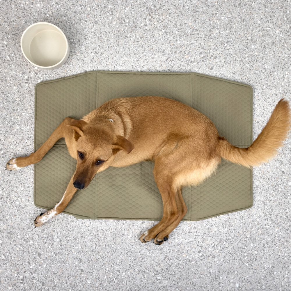 Hund, Tier,  Matte, grüner Unterlage, braunes Fell