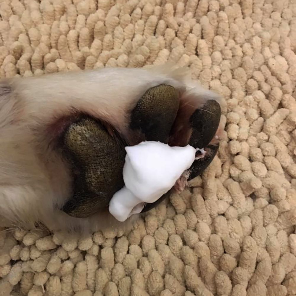 Bär, Säugetier, Tierwelt, Elektronik, Hardware