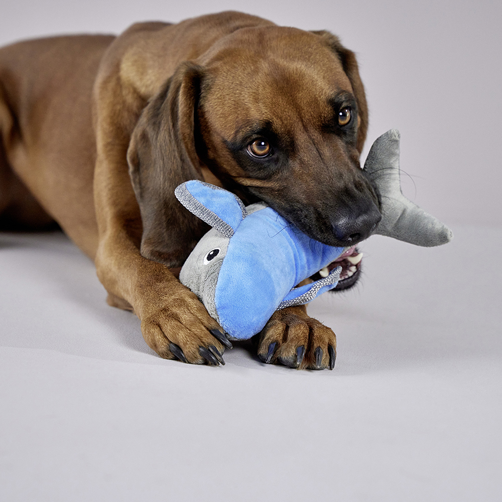 dog, tier, spielzeug, blaues spielzeug, plüsch