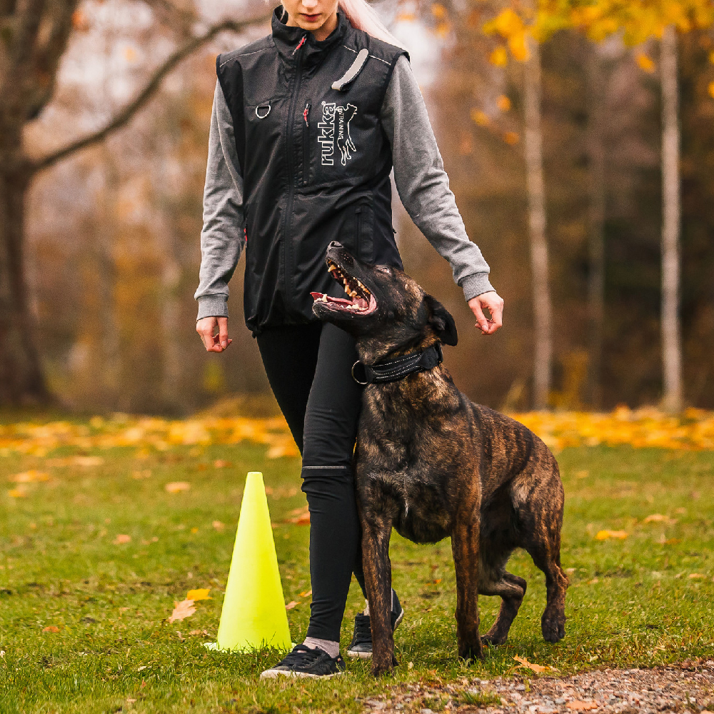Hund, Trainingshürde, Kegel, Weste, Outdoor