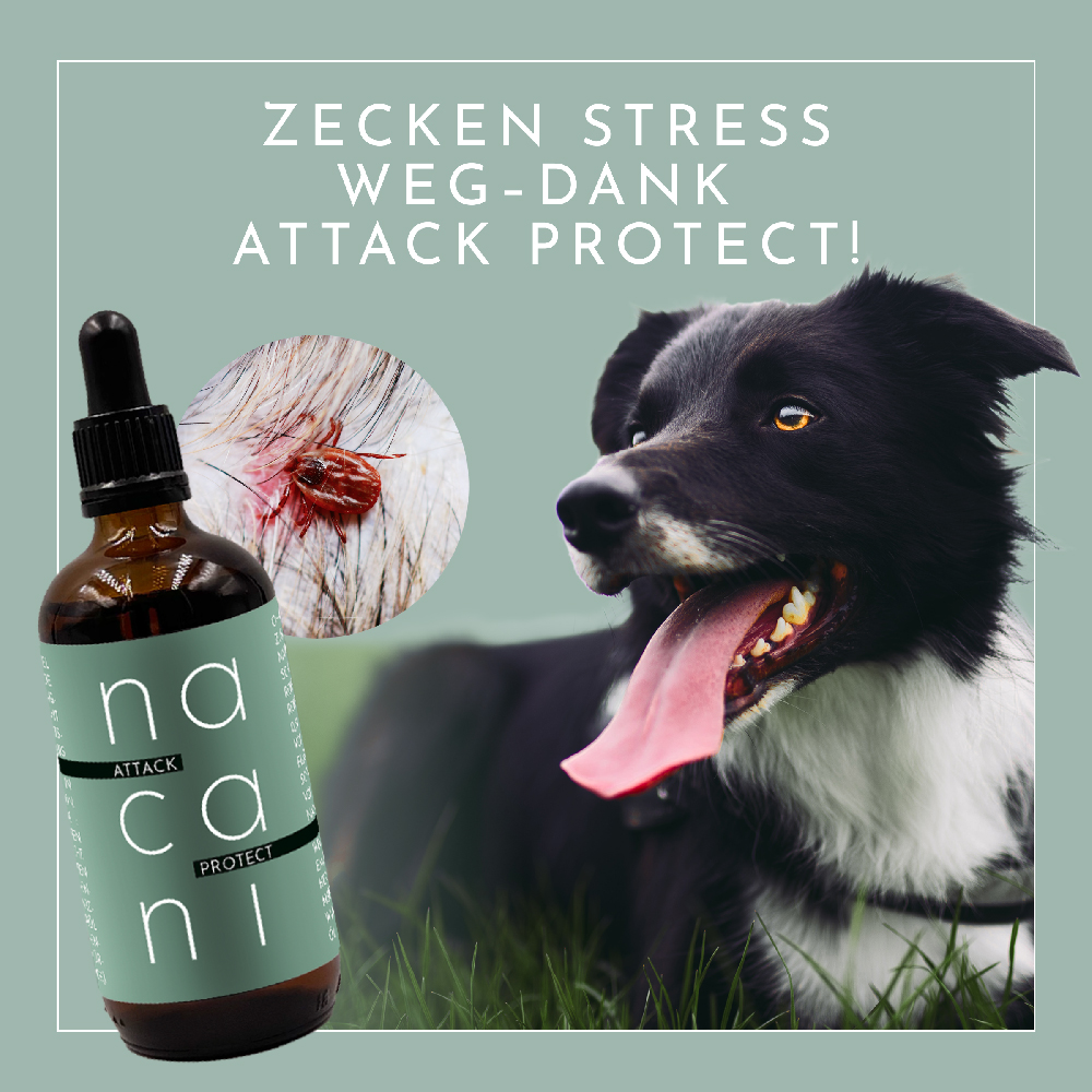 Flasche, Hund, Haustier, Bier, Getränk