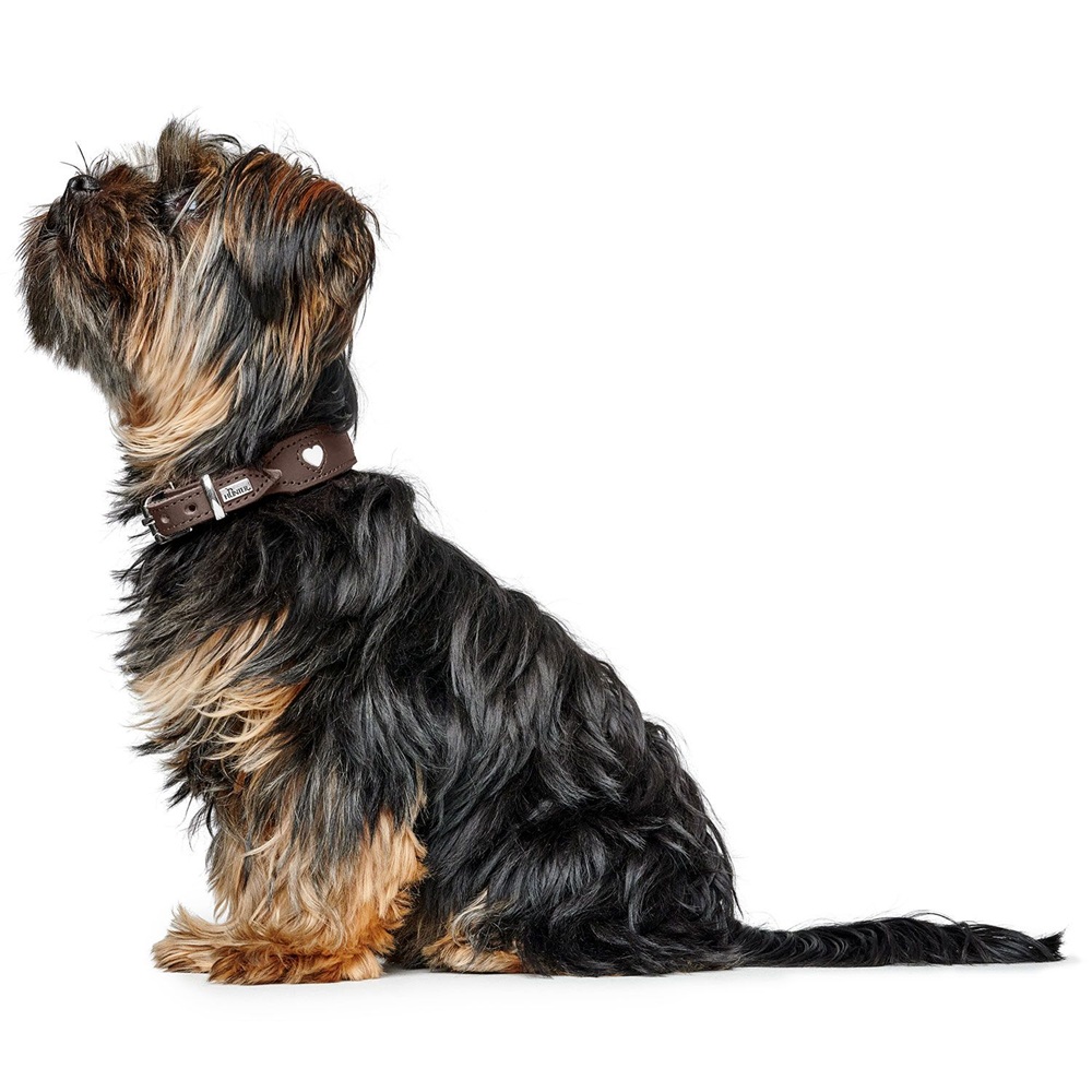 Hund, Halsband, Langhaar, Schwarz, Braun