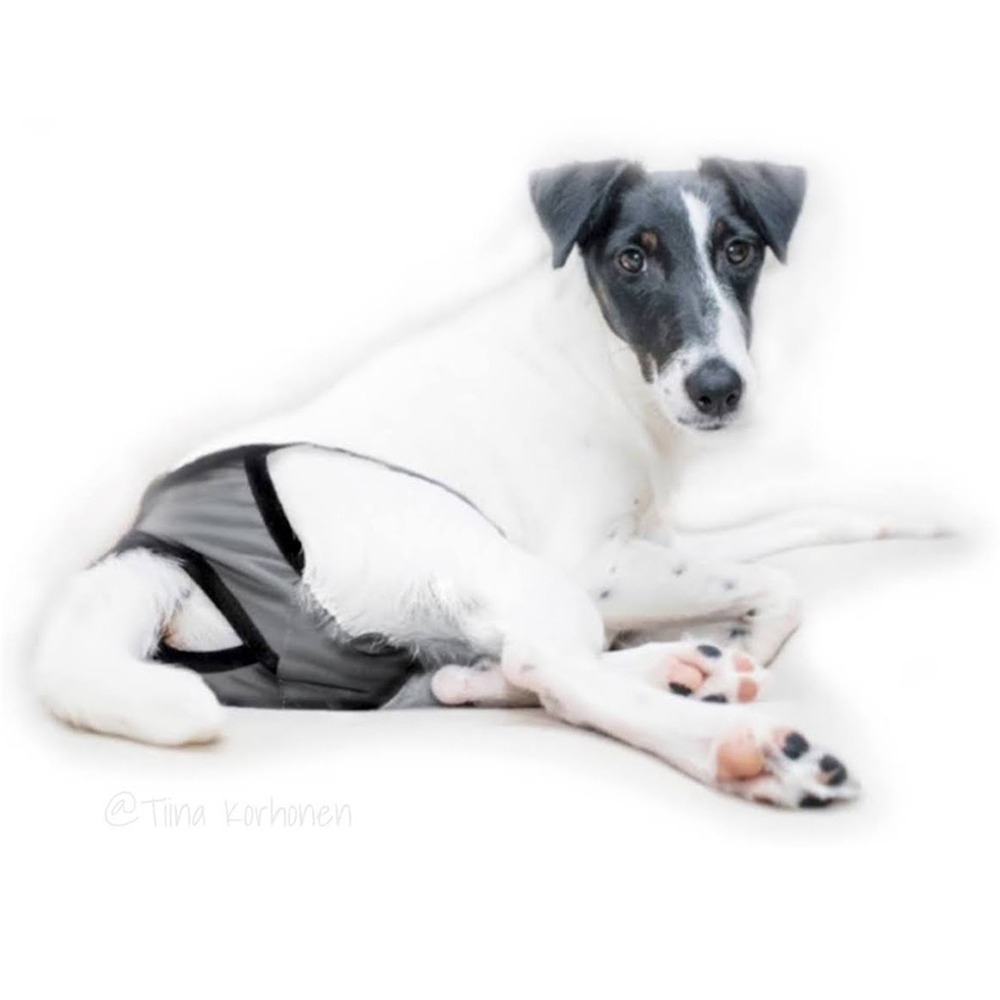 Tier, Hund, Säugetier, Haustier