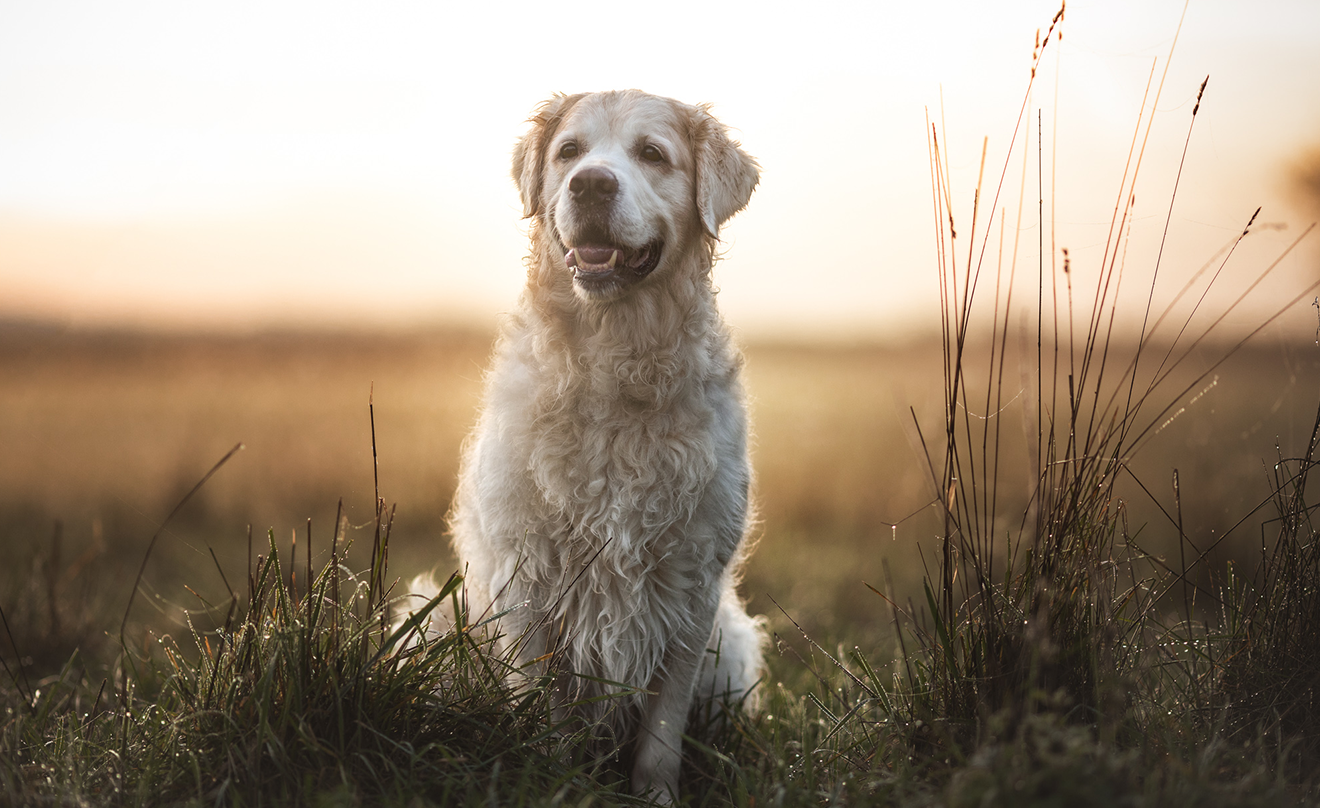 Golden Retriever Giacomo sitzt in einer Wiese im warmen Licht des Sonnenuntergangs und schaut freundlich in die Kamera.
