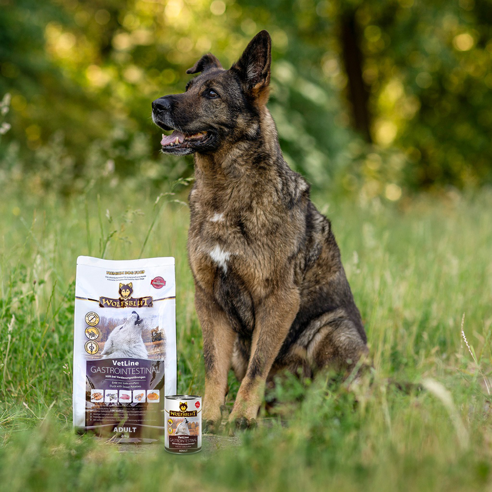 Hund, Stehend, Draußen, Hundetrockenfutter, Verpackung