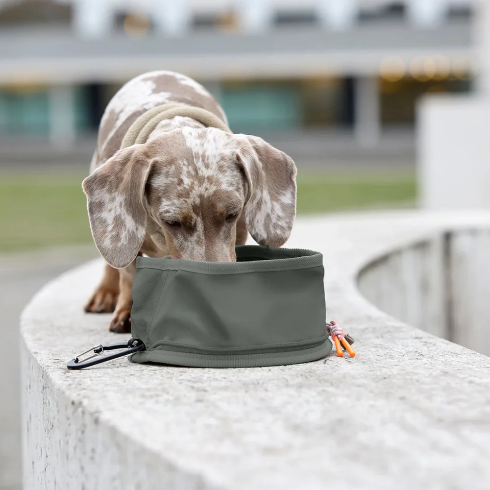 Hund, Hunde-Napf, Kauspielzeug, Beisskorb?, Tragetasche