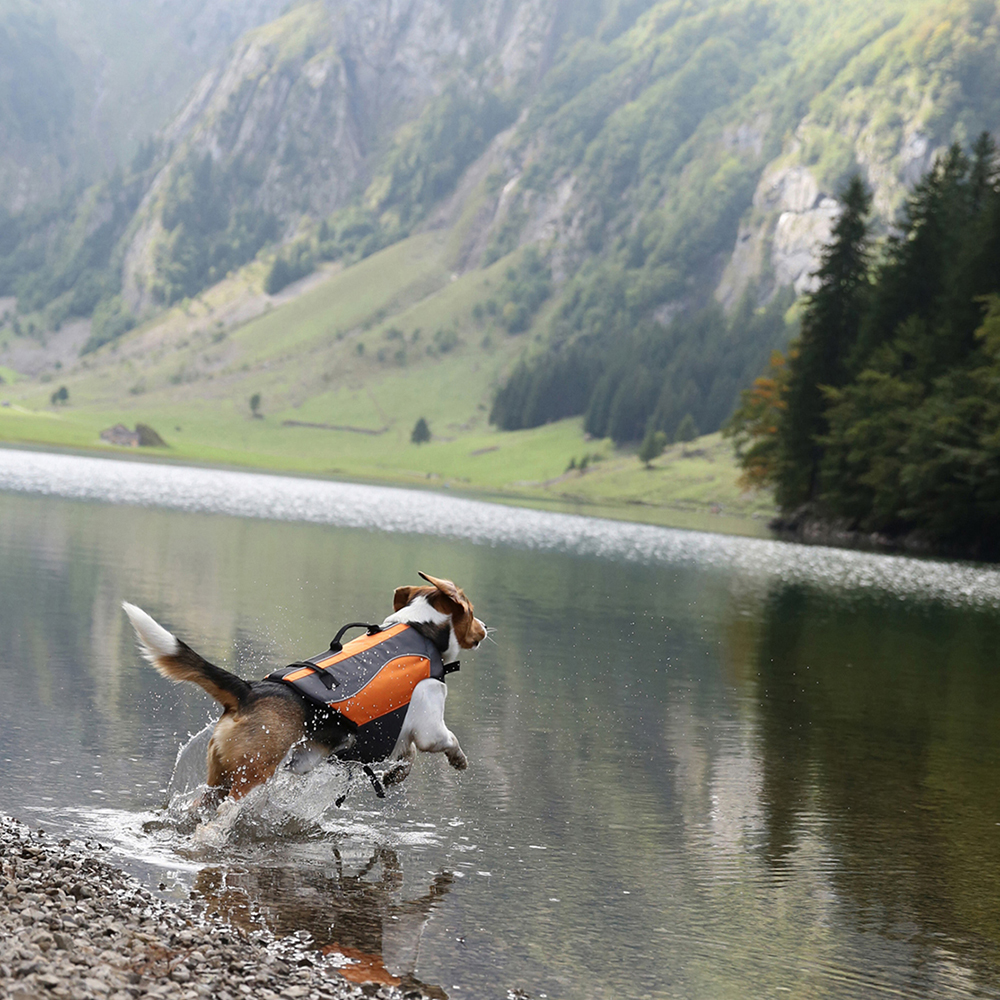 hund, schwimmweste, wasser, see, outdoor