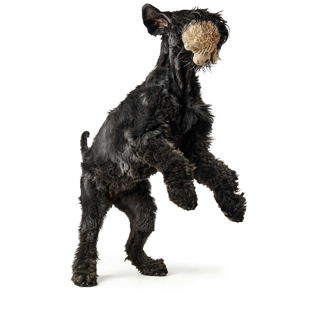 Hundesteller, Scharfer Hund, Schwarz, Kunstpelz, Tierfigur