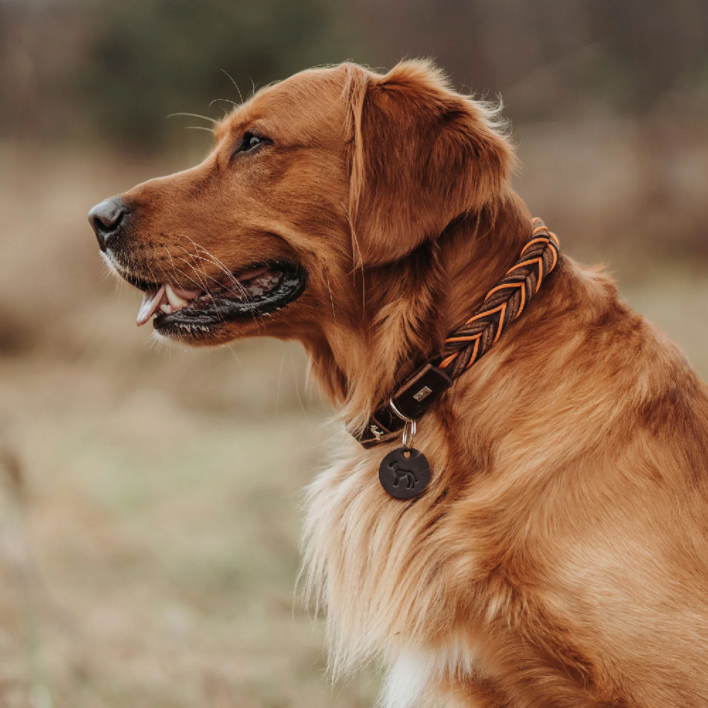 Tier, Hund, Golden Retriever, Haustier