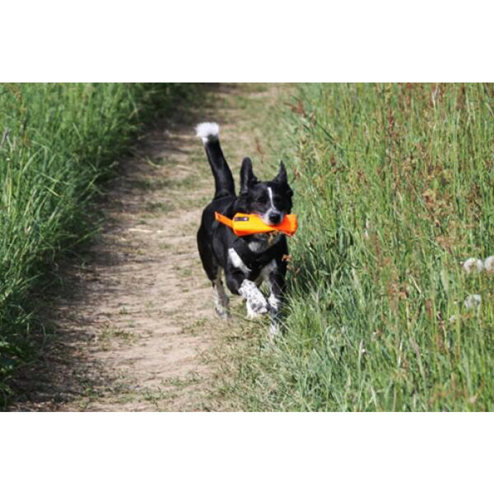 Hund, Tier, Orangenes Spielzeug, Schwarzweiß, Laufender Hund
