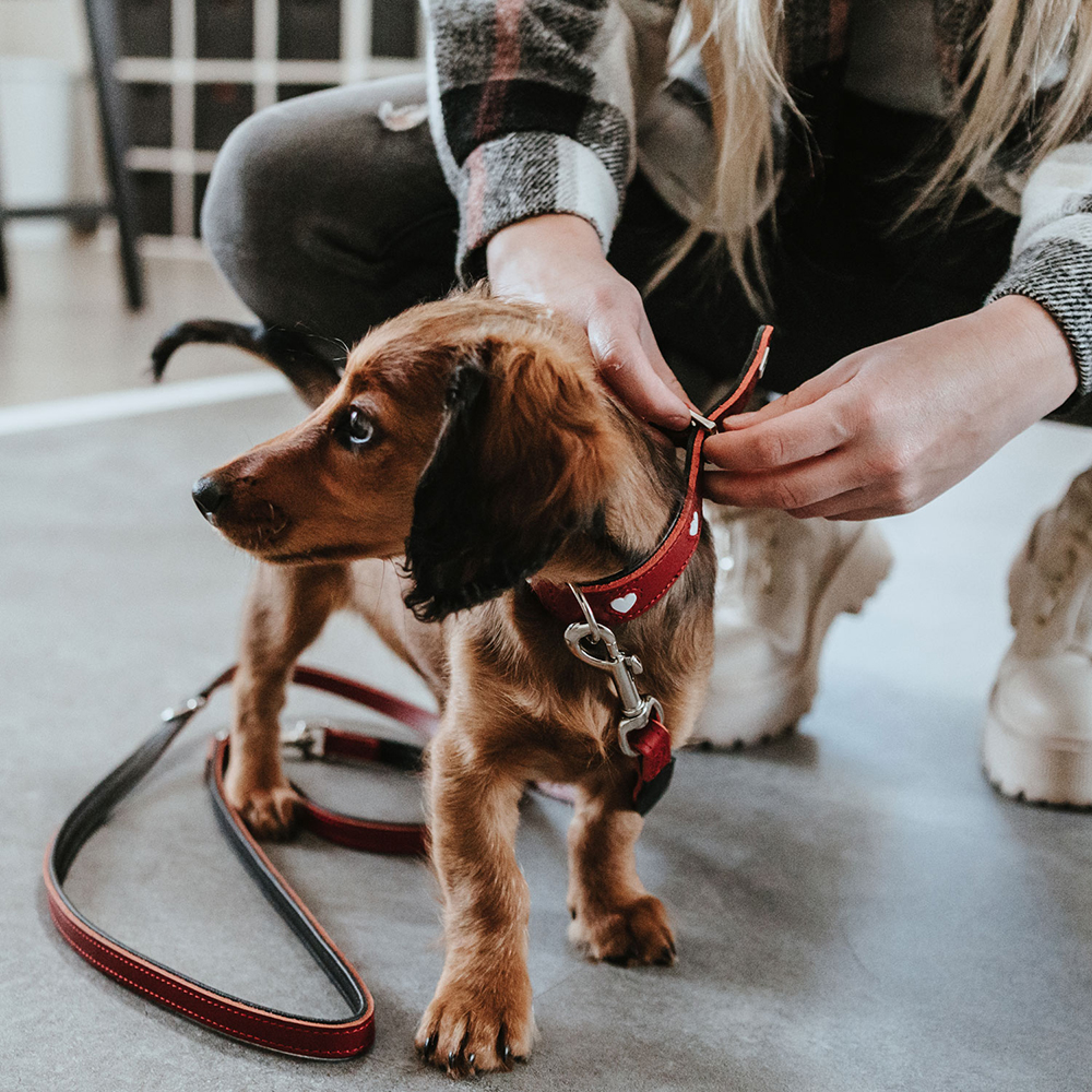 Hund, Protector Halsband, Rot, Leine, Hundehalfter