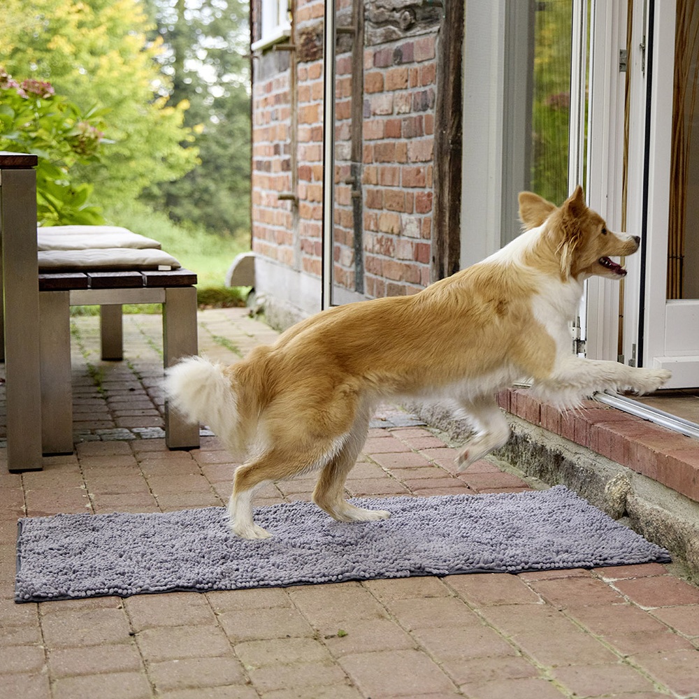 Hund, Collie, Border Collie, goldbraun, Tür/Eingang