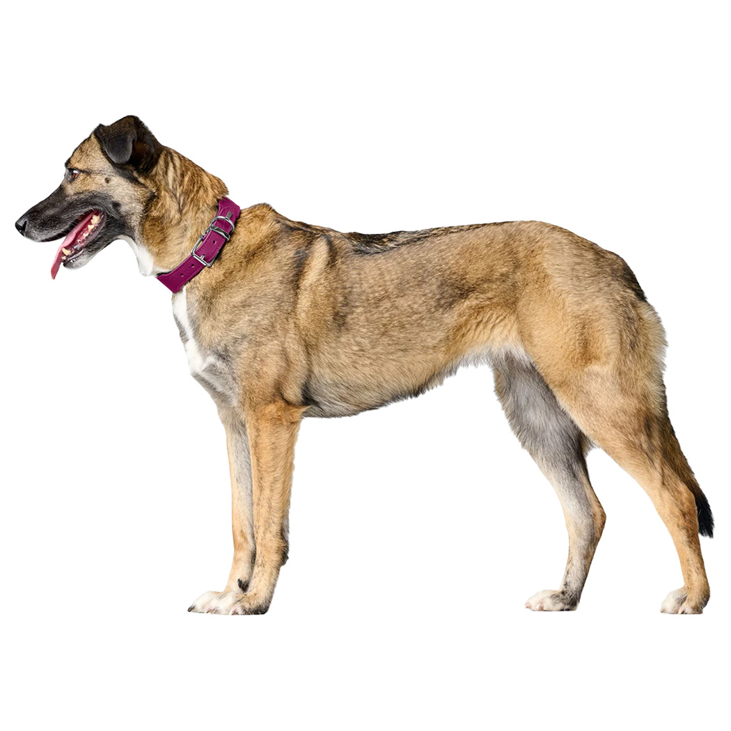 Hund, Hund, Tier, Halsband, lila Halsband