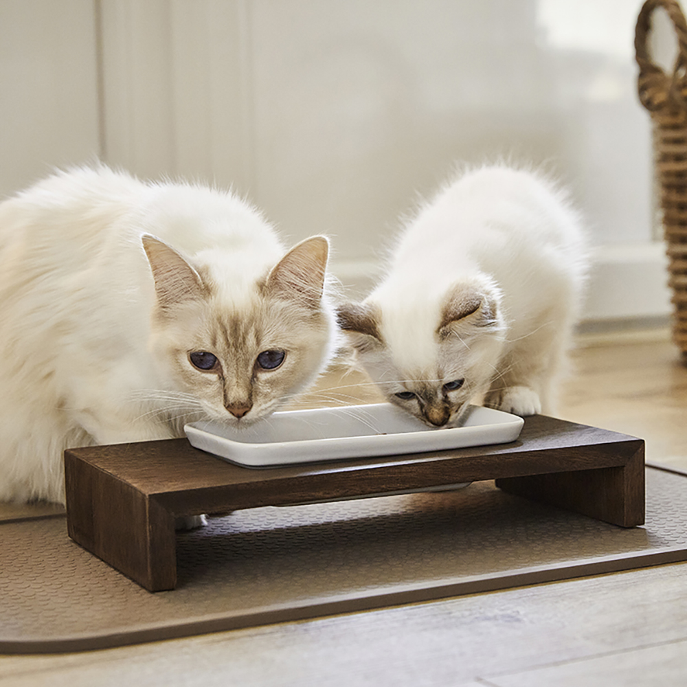 Tier, Katze, Säugetier, Haustier, Kätzchen