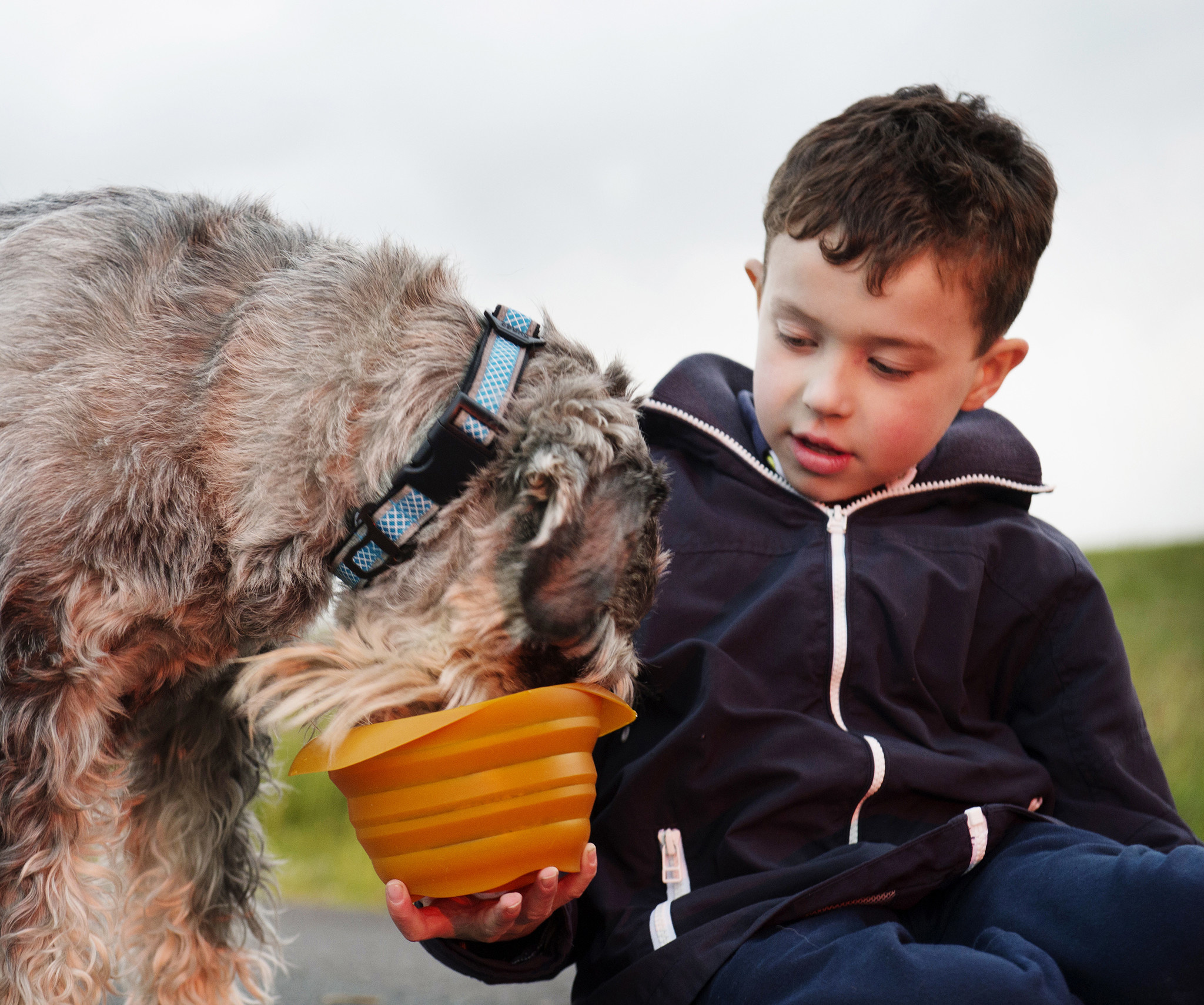 Hund, Kunststoffschüssel, Hunde-Fütterung, Haustier-Interaktion, Kinder-Hund