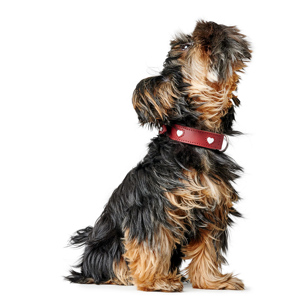 HUNTER Halsband Love rot-schwarz 32-60cm