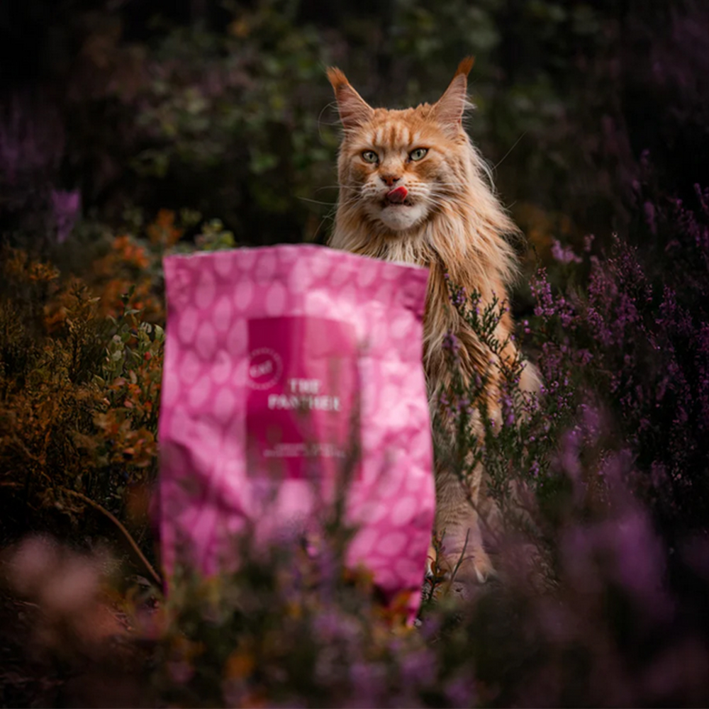 Katze, orangene Tabby, Fell, rosa Tasche, Tierzubehör