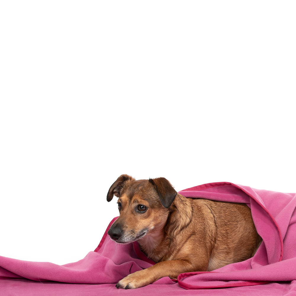 Decke, Hund, Säugetier, Haustier