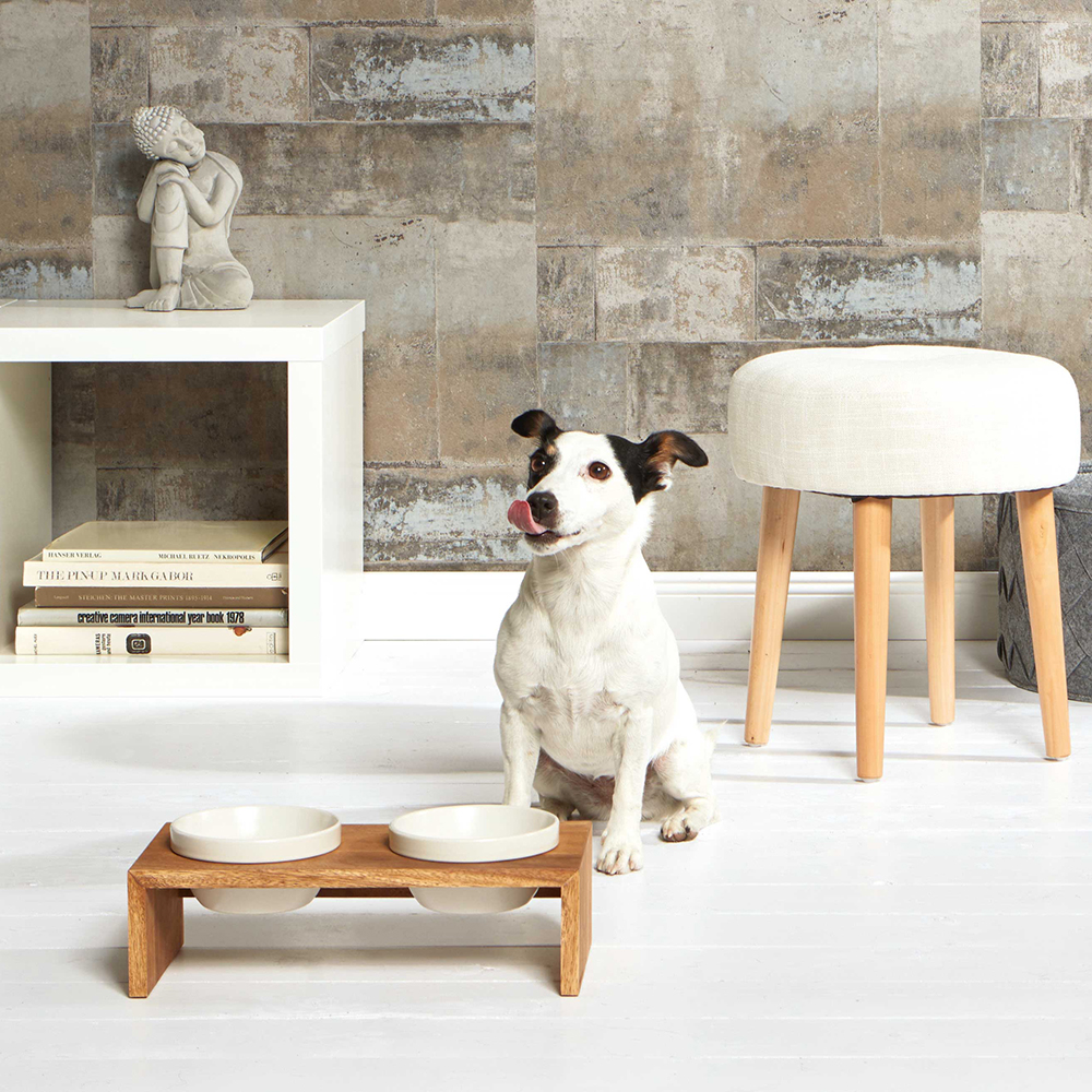 Moebel, Kaffeetisch, Tabelle, Hund, Person