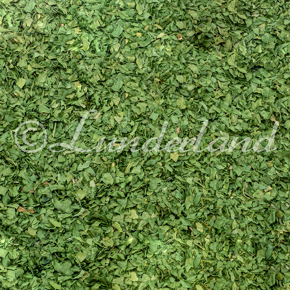 Gras, Pflanze, Kräuter