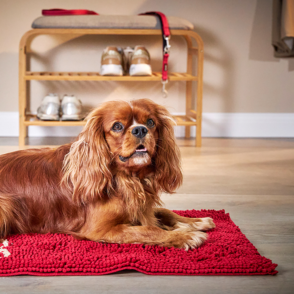 Dekoration für Zuhause, Hund, Haustier, Schuh