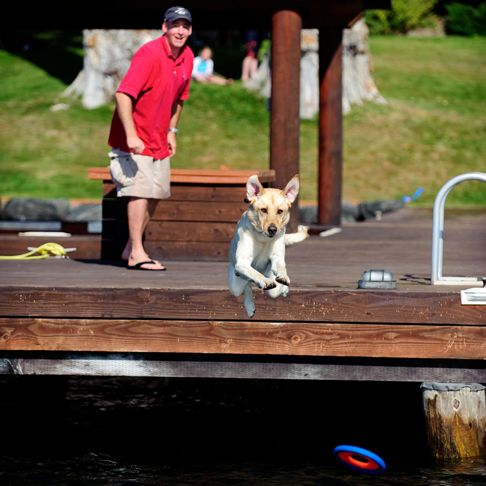 Hund, Springen, Dock, Holzsteg, Pferdefigur