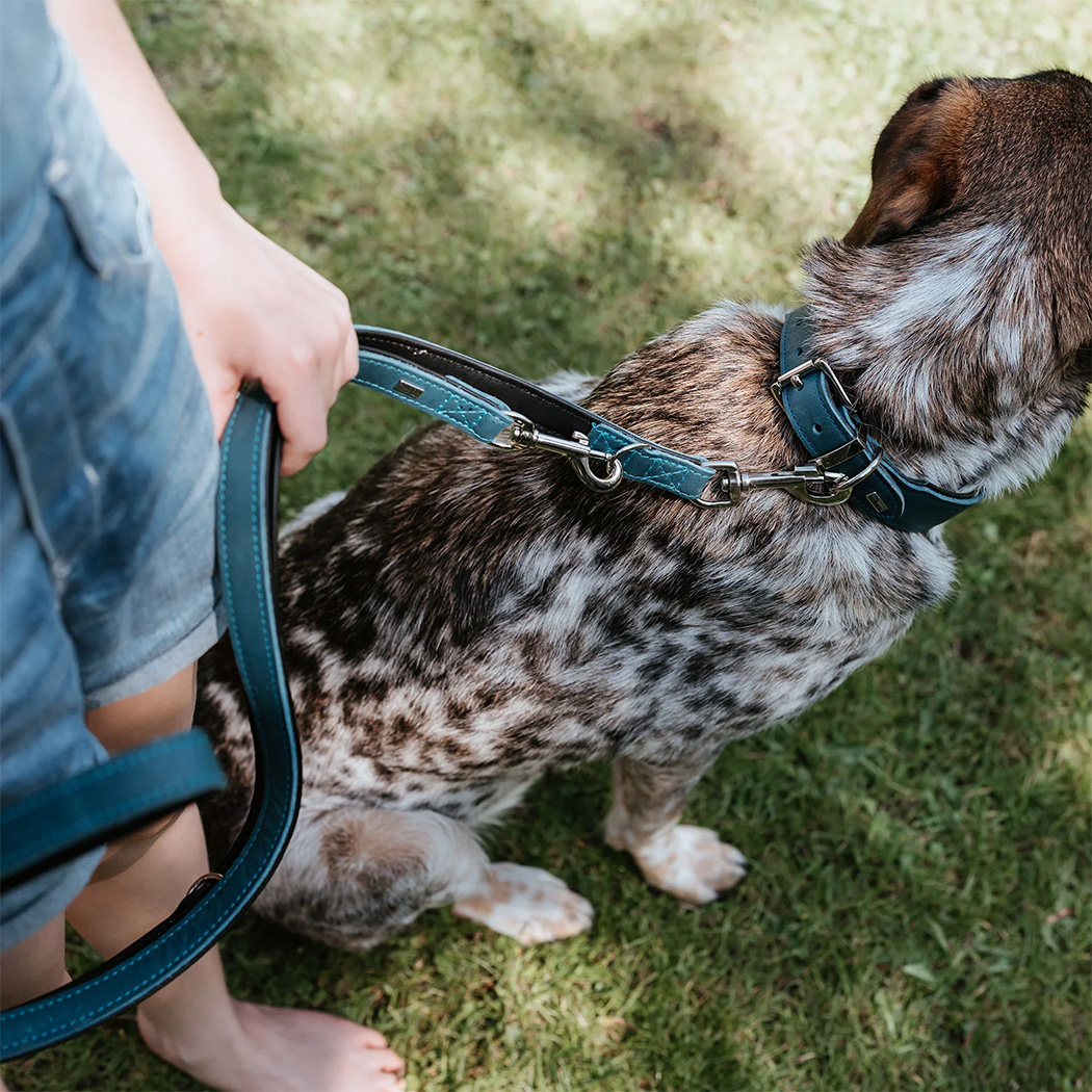 Hundehalsband, Halsband, Leine, Gurt/Leine, Tierbedarf