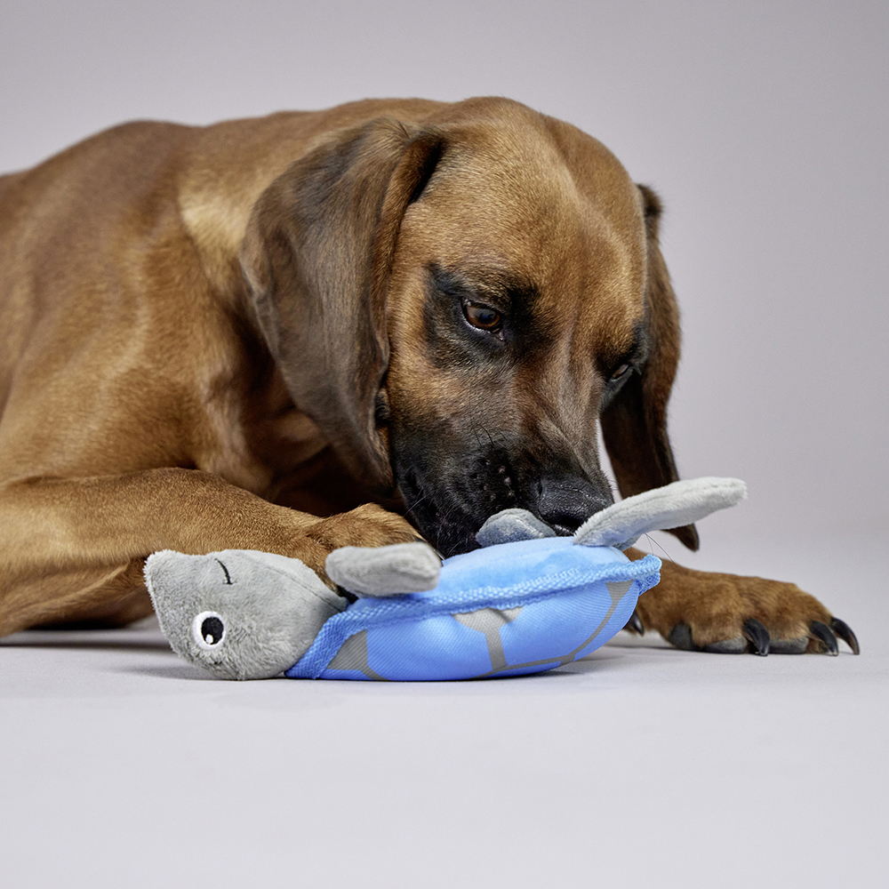 Hund, Spielzeug, Kauspielzeug, Beißspielzeug, Blaues Spielzeug