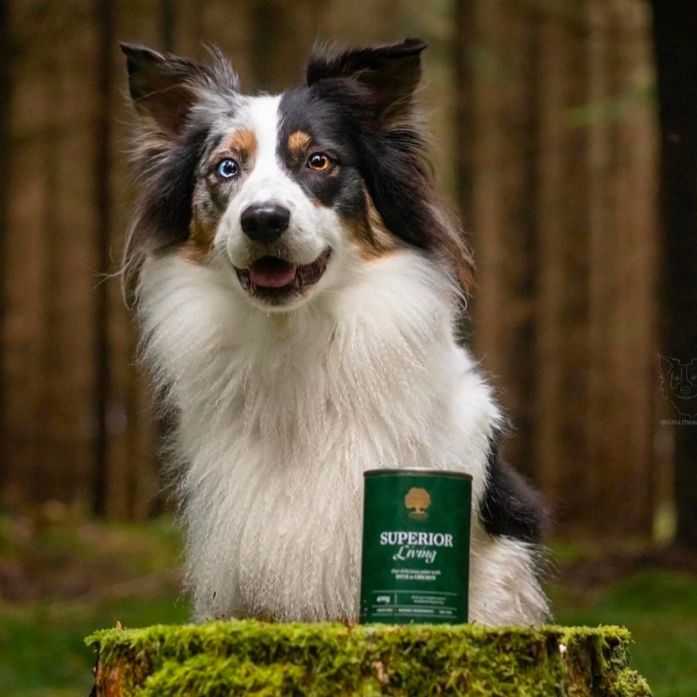 Hund, Australian Shepherd, langes Fell, zwei- farbige Augen, Dosenprodukt