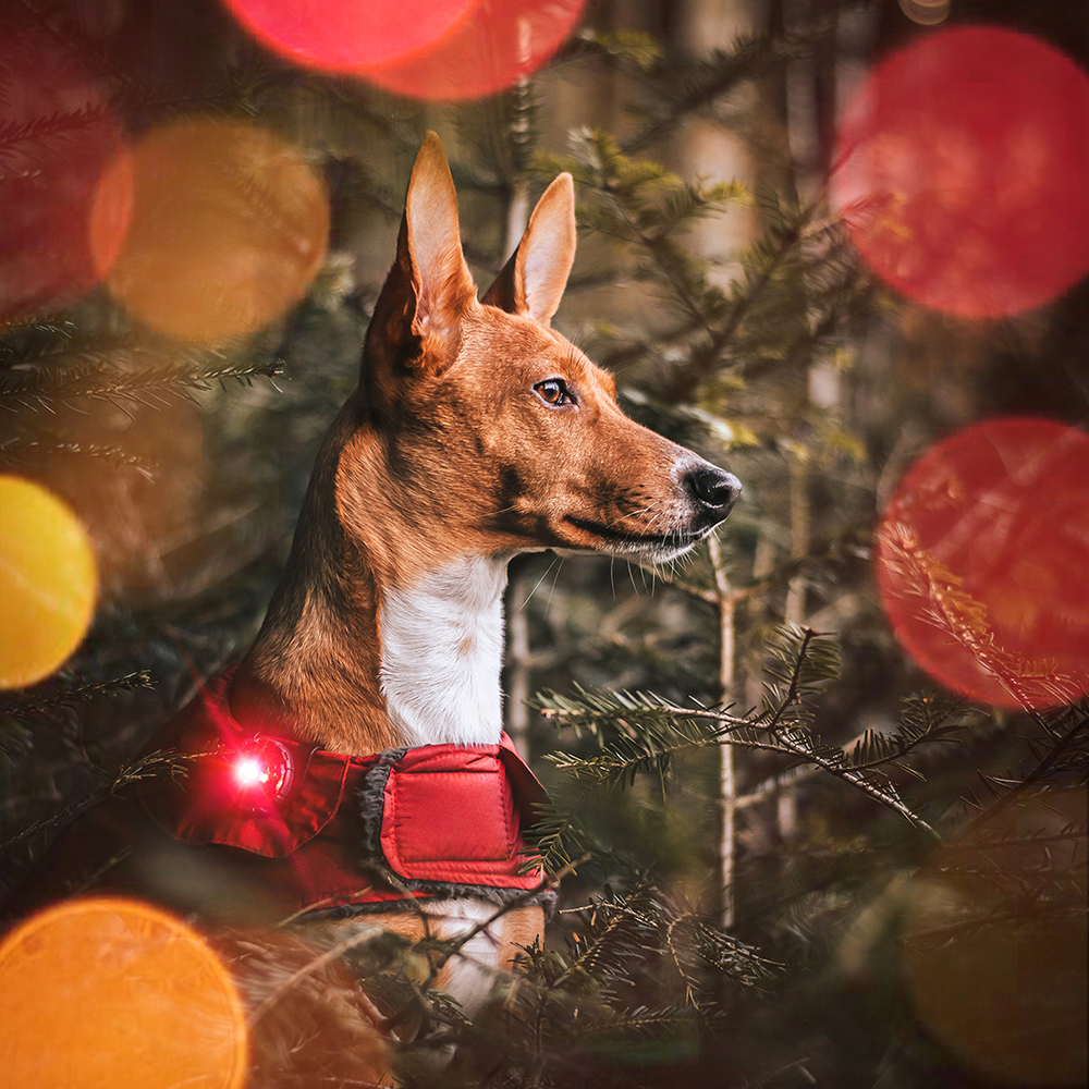 Hund, Haustier, Hirsch, Aufflackern, Zubehör